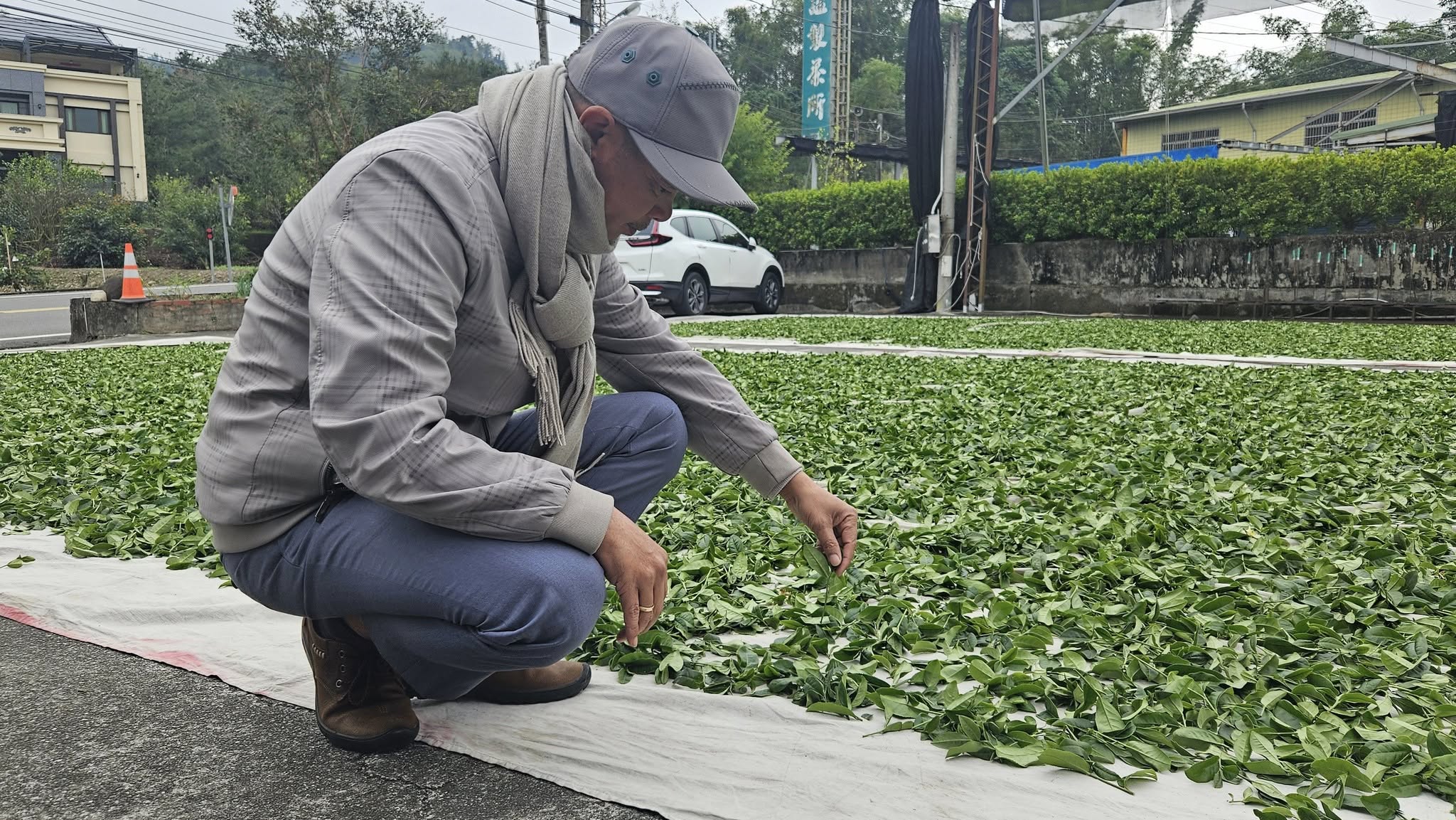 Điều Kiện Môi Trường Và Nguồn Nước để Trồng Trà